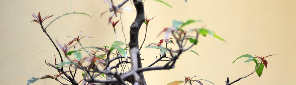 Kwiaciarnia Całodobowa